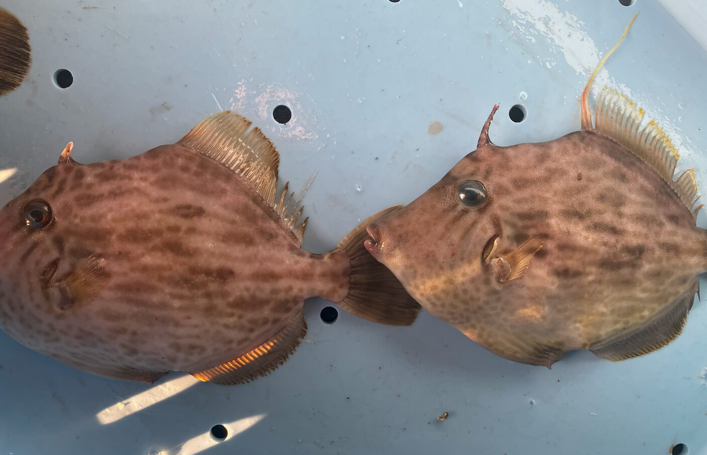 カワハギの旬は？何年くらい生きる？最大何センチになる？雄と雌の見分け方説明。釣太郎