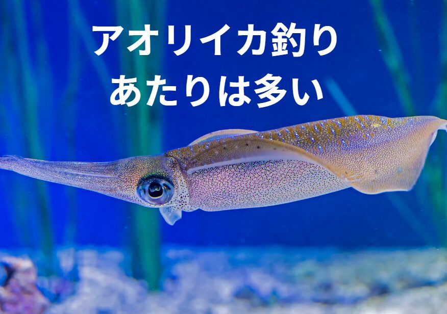 誰に聞いてもアオリイカのアタリア多いと言います。釣太郎