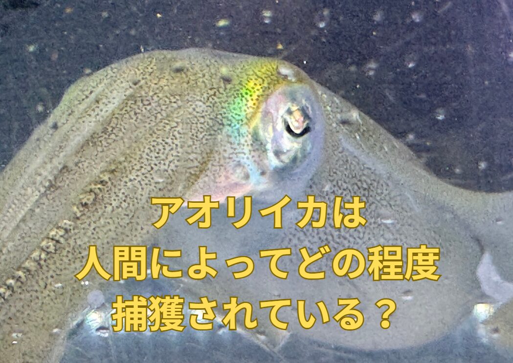 アオリイカは人間の手によって捕獲されているのは、どの程度と予測されるのか？釣太郎