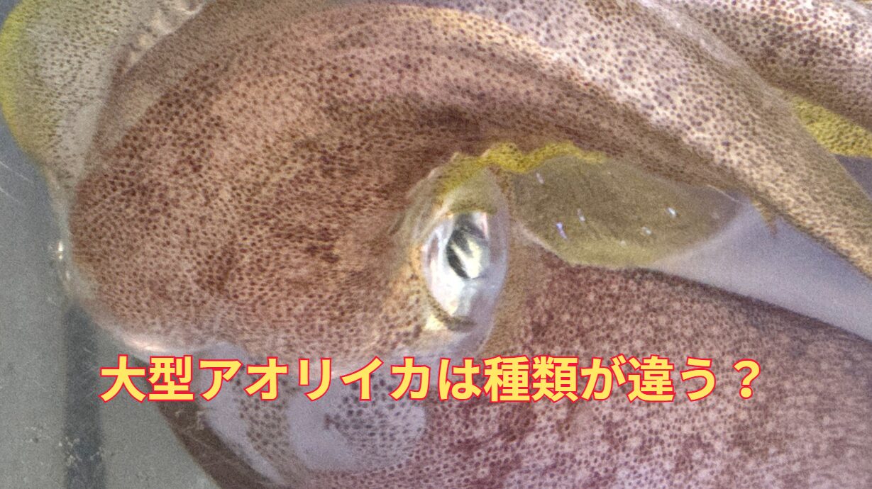 大型アオリイカは種類が違うのか？アカイカ系という説もある。釣太郎