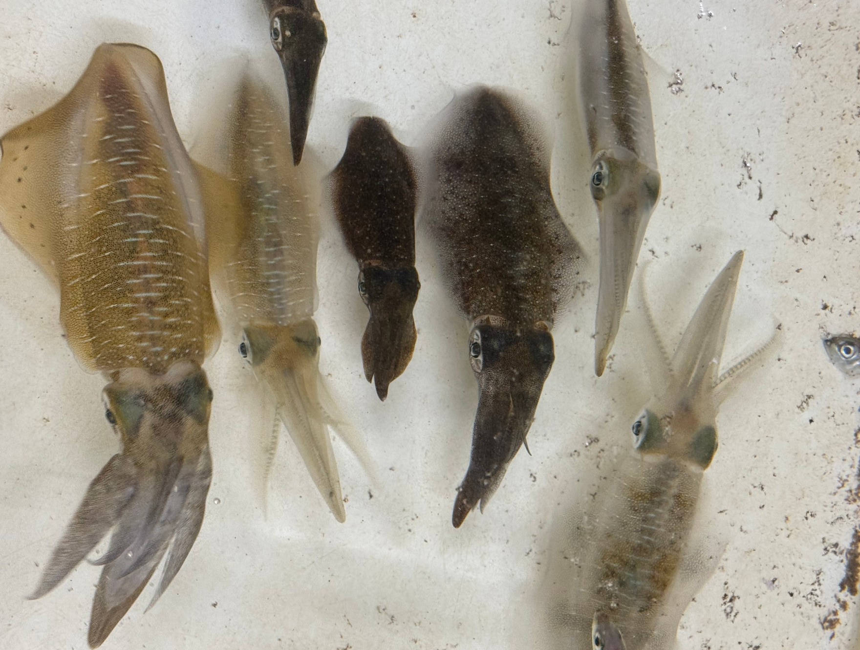 同じアオリイカの群れなのに、透明なものと黒いものがあるのは？釣太郎