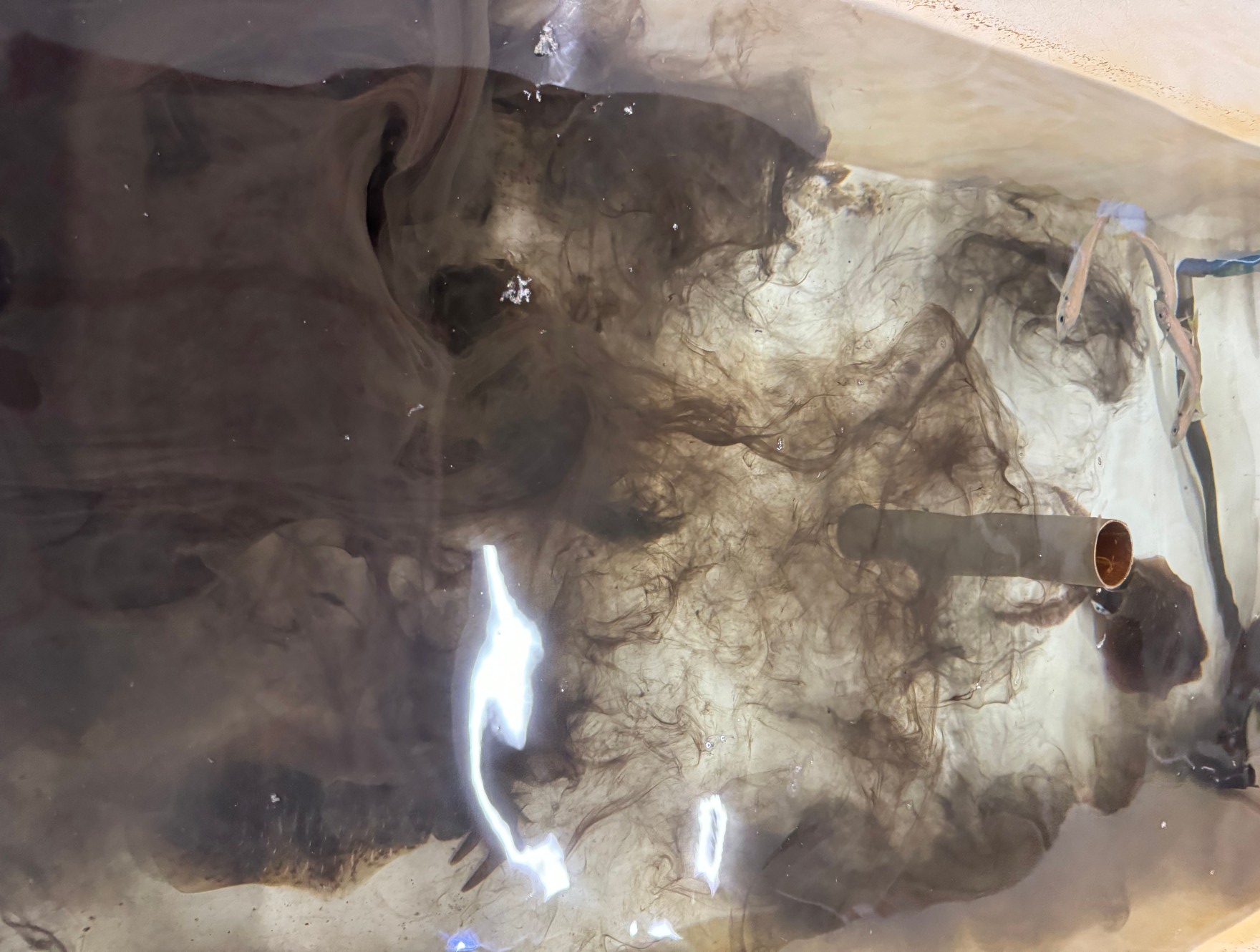 アオリイカを飼育していると、水槽内が真っ黒になることは日常的。警戒心が強い為、すぐに墨を吐きます。これも飼育が難しい理由の一つ。釣太郎