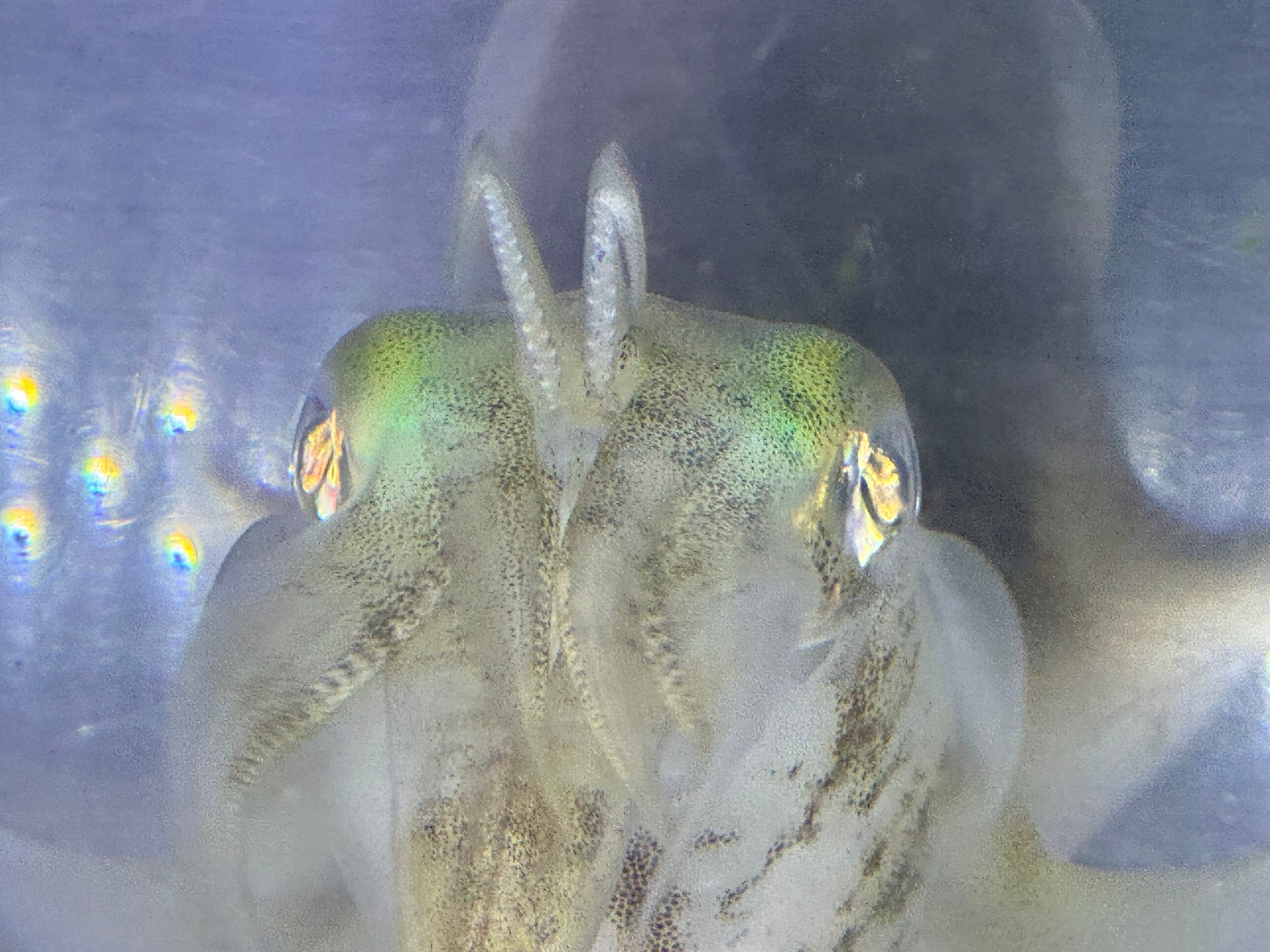 アオリイカが中央の短い触腕を２本立てている時は、どんな状態？釣太郎