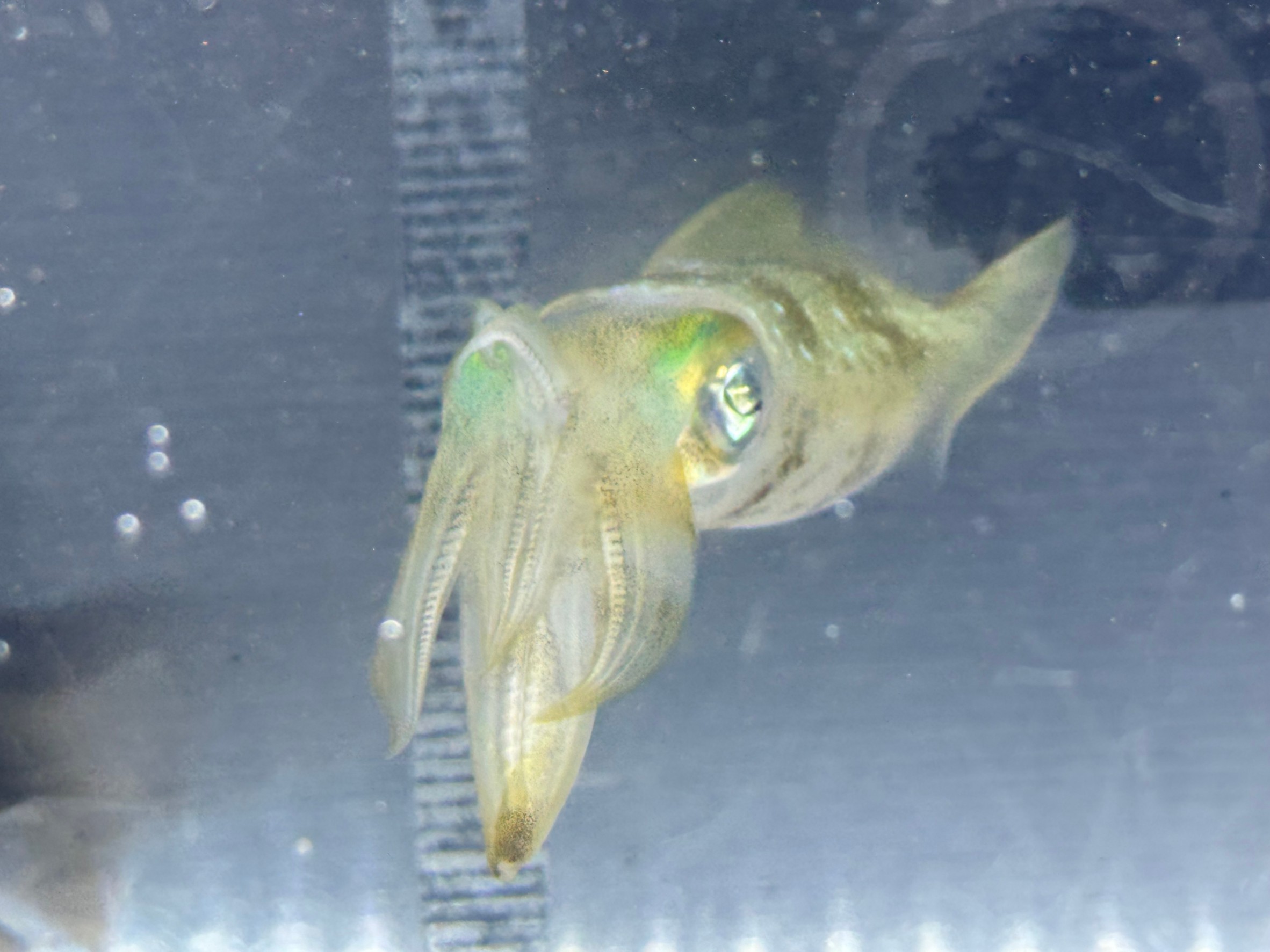 宇宙を漂う雰囲気を醸し出す、アオリイカの遊泳は人の目を引き付け虜にします。釣太郎みなべ店で飼育中。