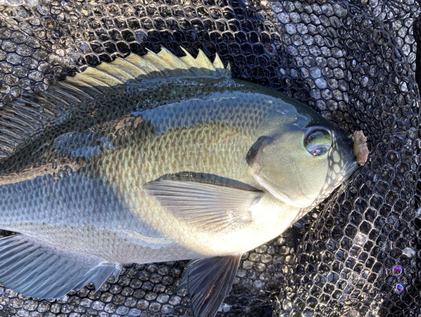 グレの生涯について流れの説明。釣太郎