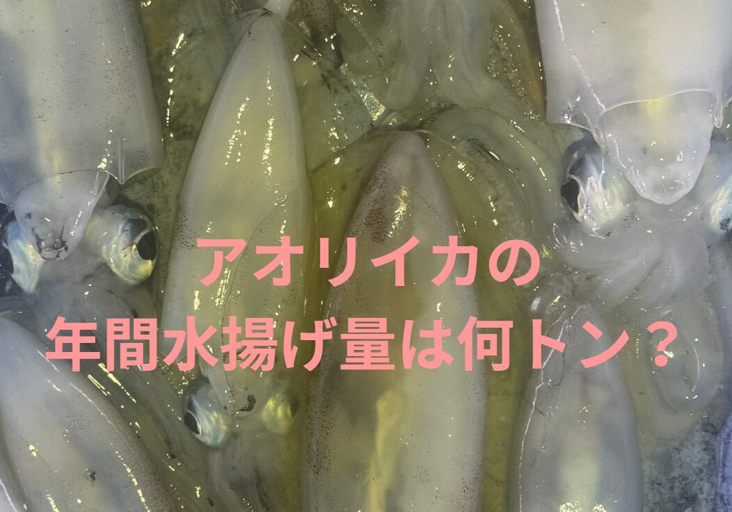 アオリイカの年間水揚げ量は？釣太郎