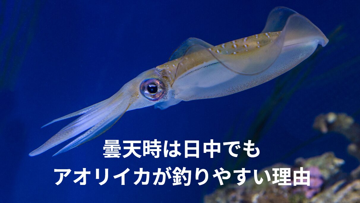曇天時は日中でもアオリイカが釣りやすい理由説明。釣太郎