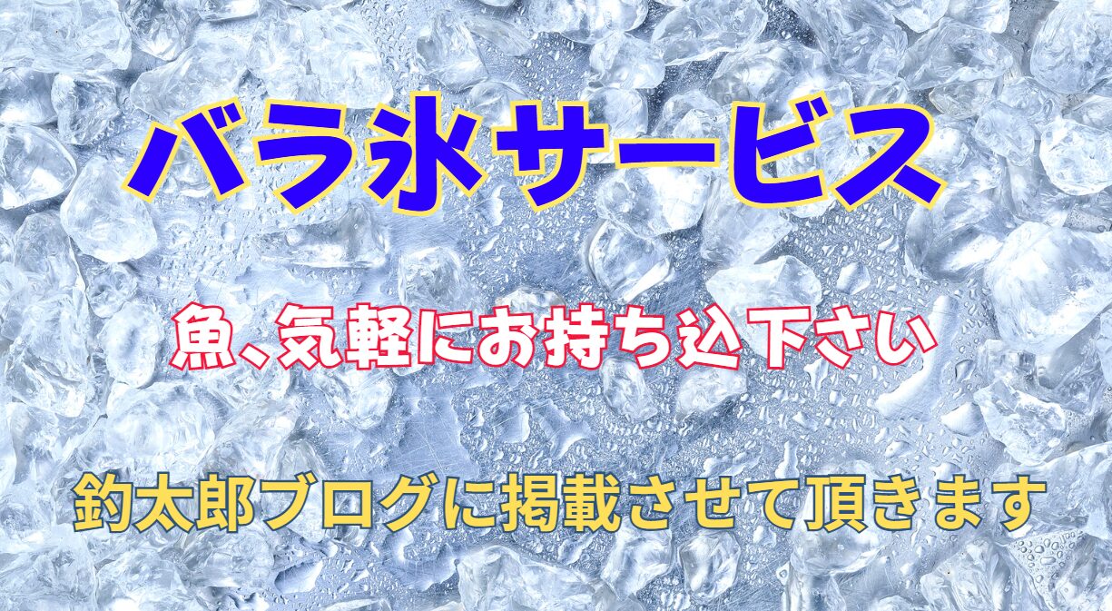 アオリイカ、魚、大きさに関わらず、気軽にお持ち込みください。お待ちしています。釣太郎