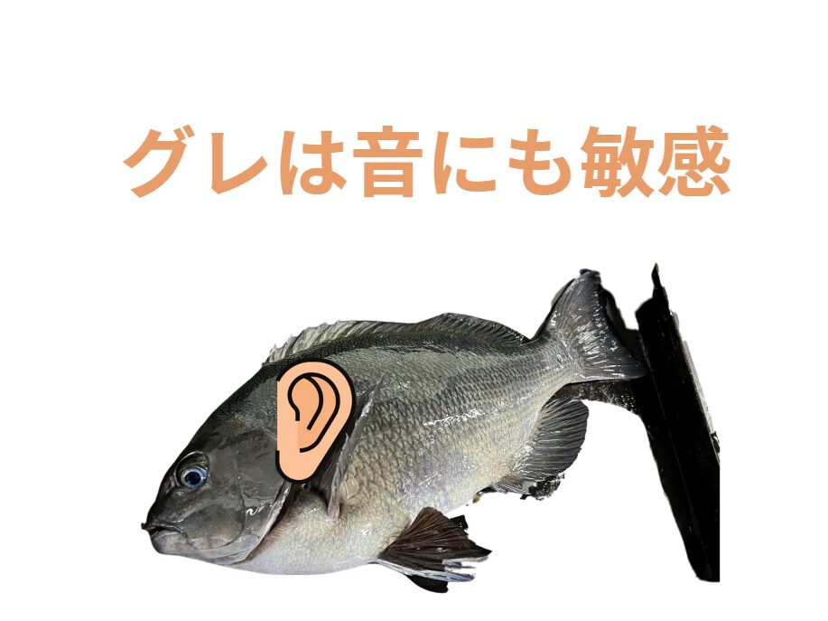 グレ（メジナ）羽音にも敏感な繊細な魚。釣太郎