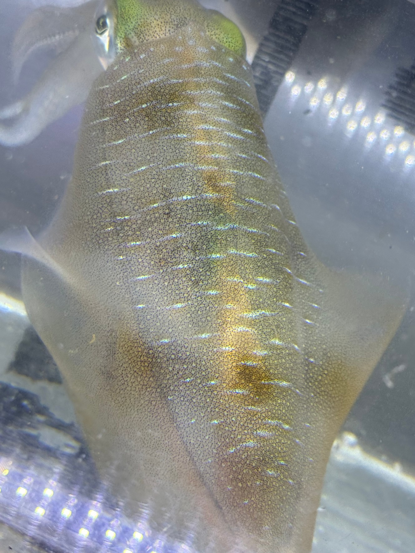 アオリイカは超美味だが、エンペラはさらにウマイ、と食通に人気が高い。この理由は?釣太郎