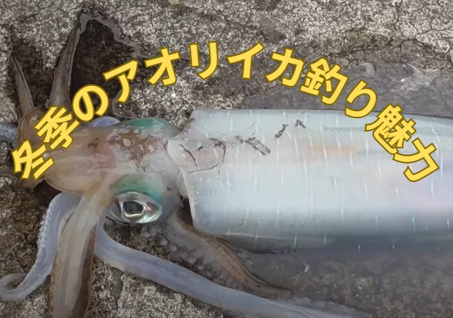 冬季のアオリイカ釣りの魅力紹介。秋は新子釣り、春は大型狙いだが。釣太郎