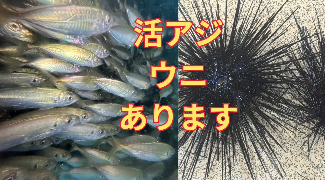 石鯛釣りえさのウニ、アオリイカ釣り用活けアジ、ともに在庫有ります。釣太郎