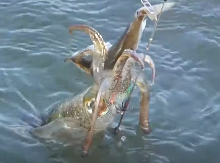 アオリイカのヤエン釣りは、下足一本で釣れることも多いが、ベストはどの部位に掛かるのが良いのか？釣太郎