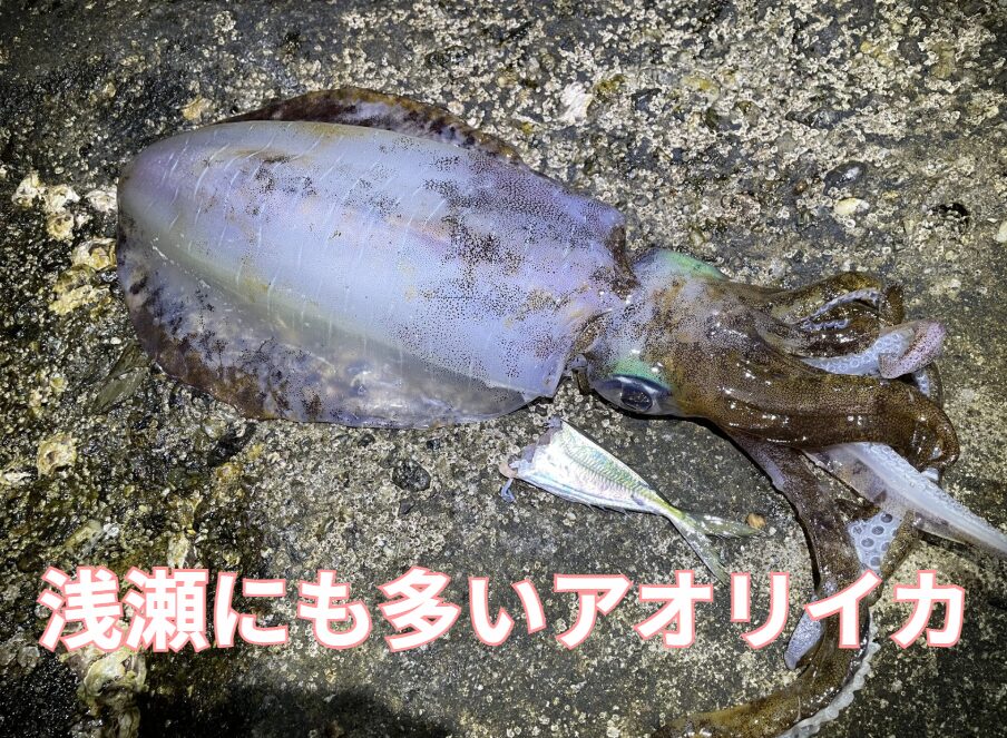 浅瀬にも多いアオリイカ。狙うならヤエン釣りがお勧め。釣太郎
