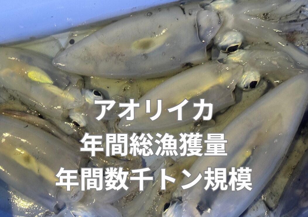 アオリイカは水揚げ量は年間数千トン規模。釣太郎