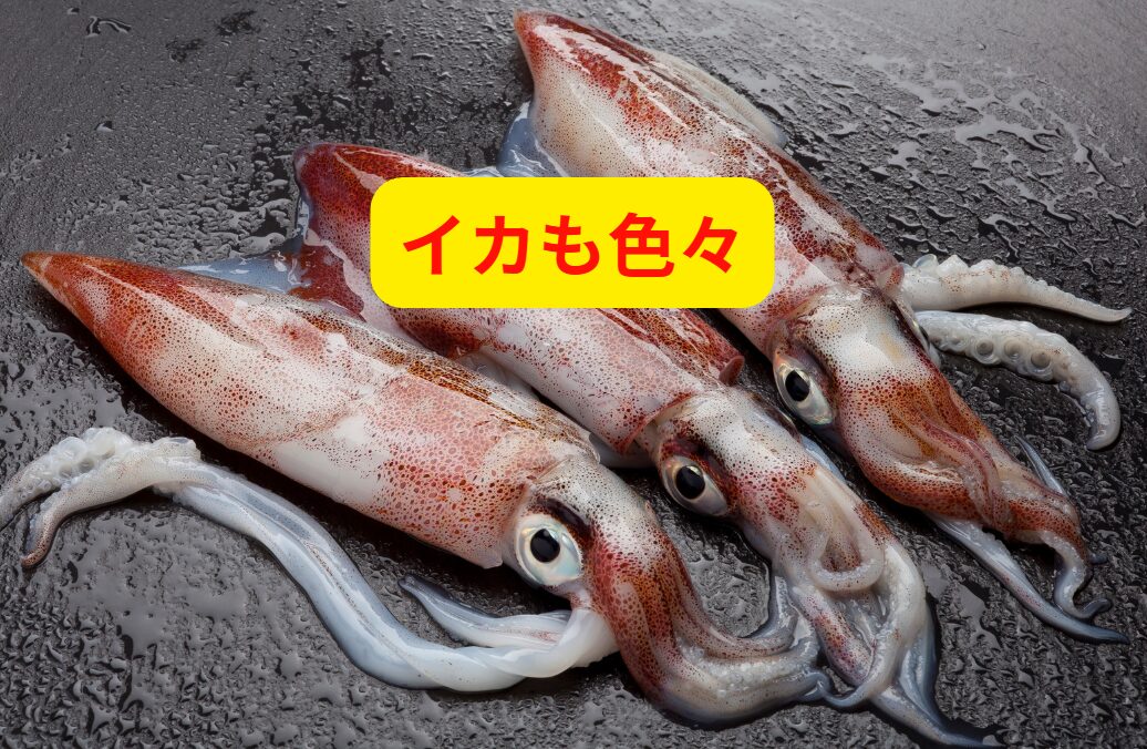 イカと一口に言っても色々。ご紹介します。釣太郎