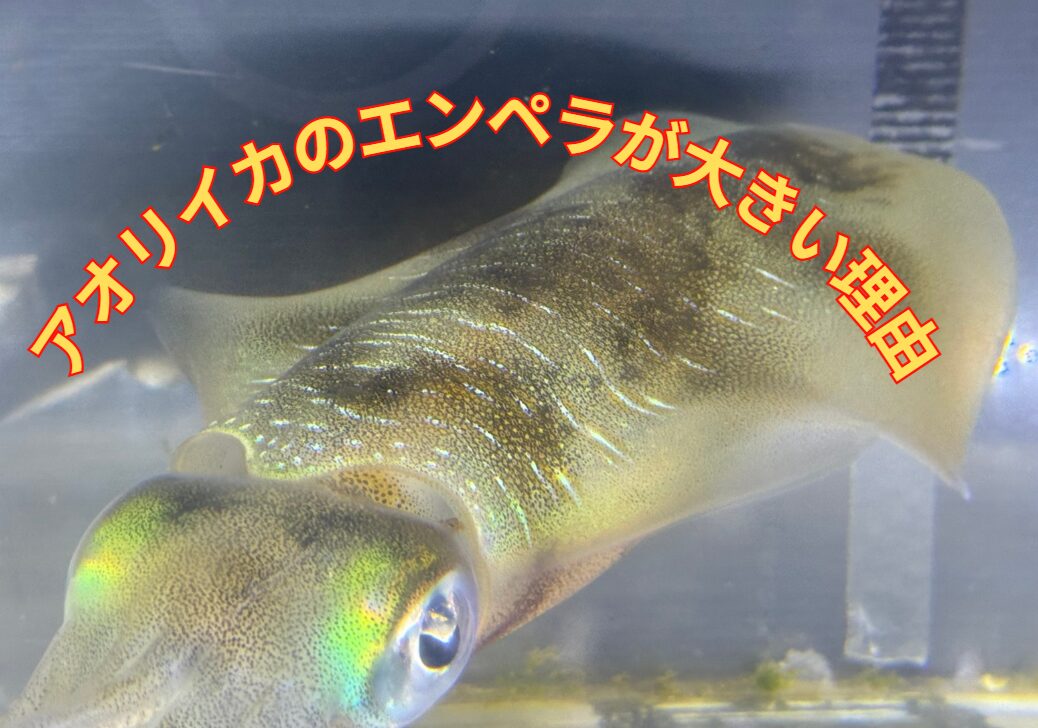 アオリイカのエンペラが、他のイカに比べて大きい理由。釣太郎