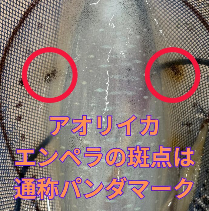アオリイカにはエンペラのお尻付近に、大きな斑点があるものがある。通しぃうパンダマークについて。釣太郎