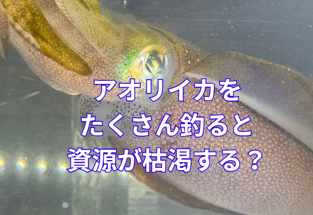 釣り人がどれだけ釣っても、アオリイカの総数に関して影響は微々たるもの。これを解説します。釣太郎