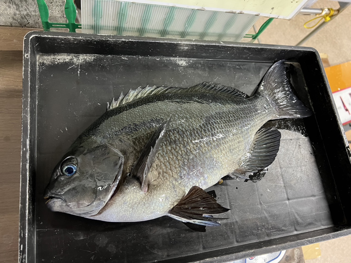 オナガグレ（クロメジナ）の産卵について詳しく解説。釣太郎