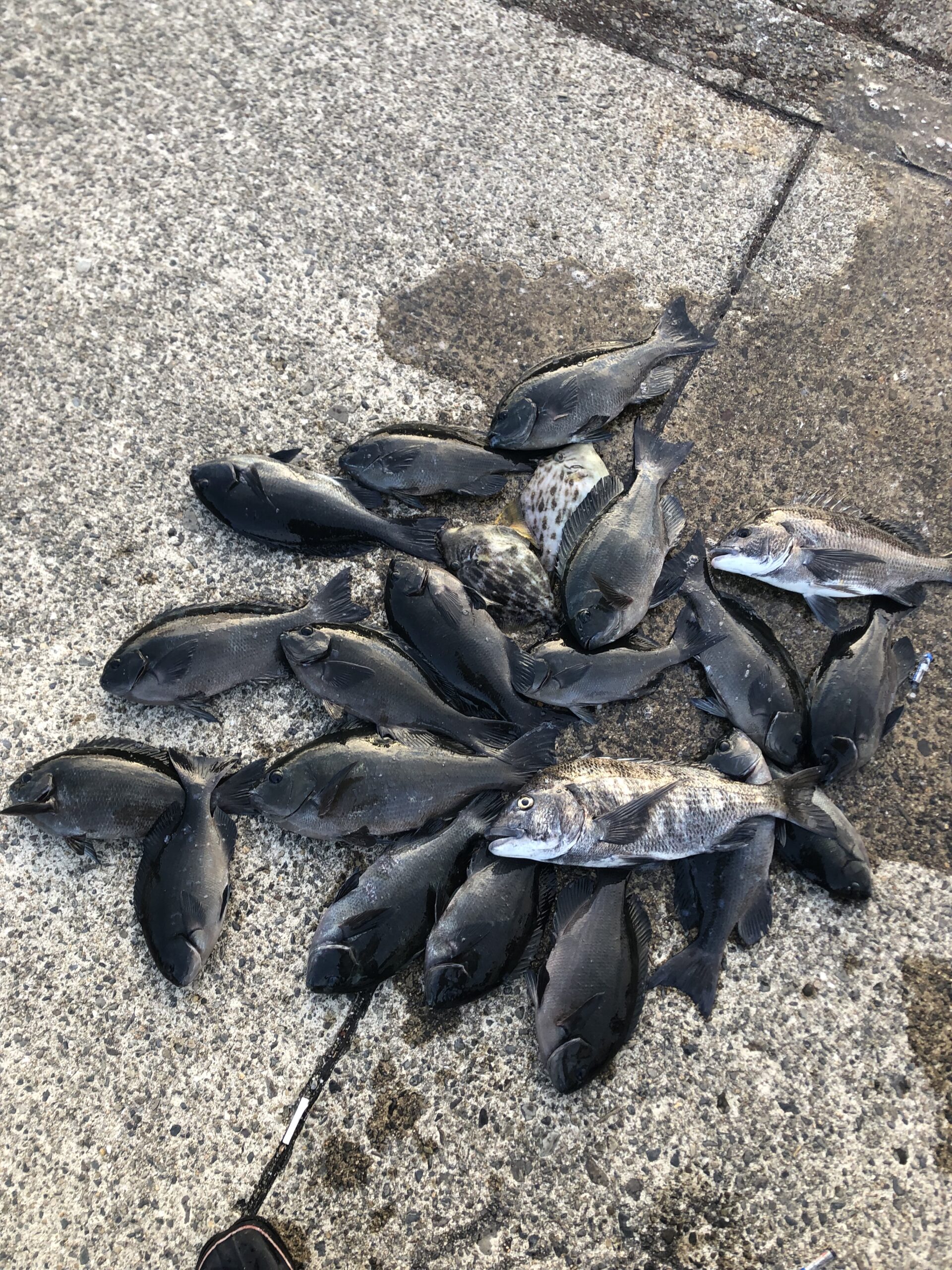 浮きグレと湧きグレの違いを、フカセ釣り初心者に説明。釣太郎