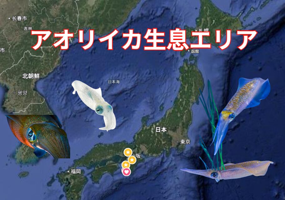 アオリイカ生息エリアのご紹介。釣太郎