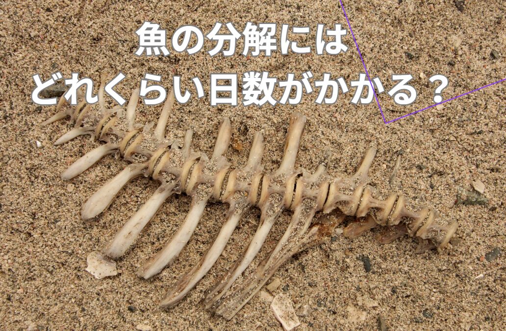 死んだ魚の分解には、どれくらいの時間がかかる？釣太郎