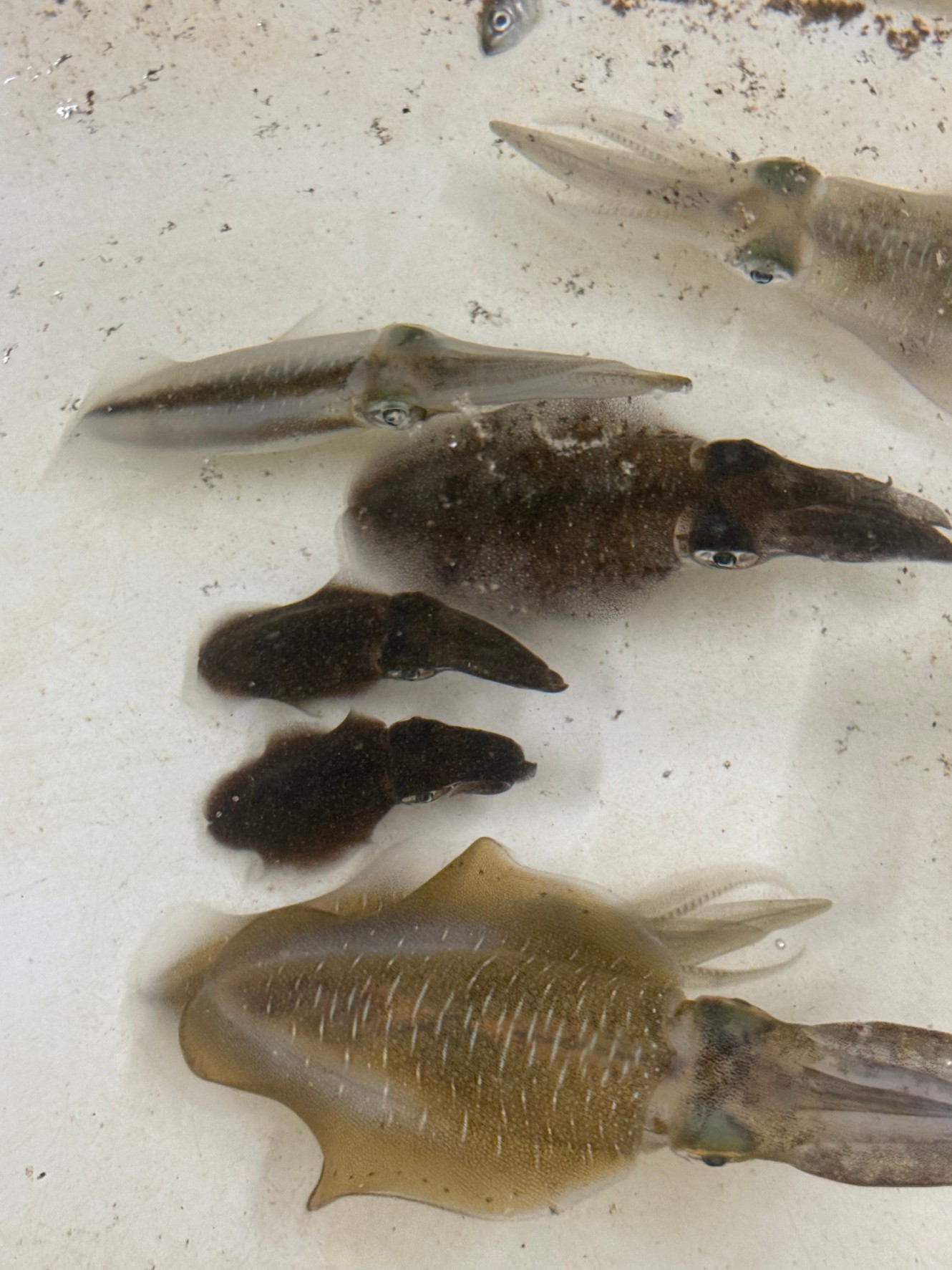 アオリイカの群れの個体差は、大きさ的には最小と最大、どれほど差がある?釣太郎