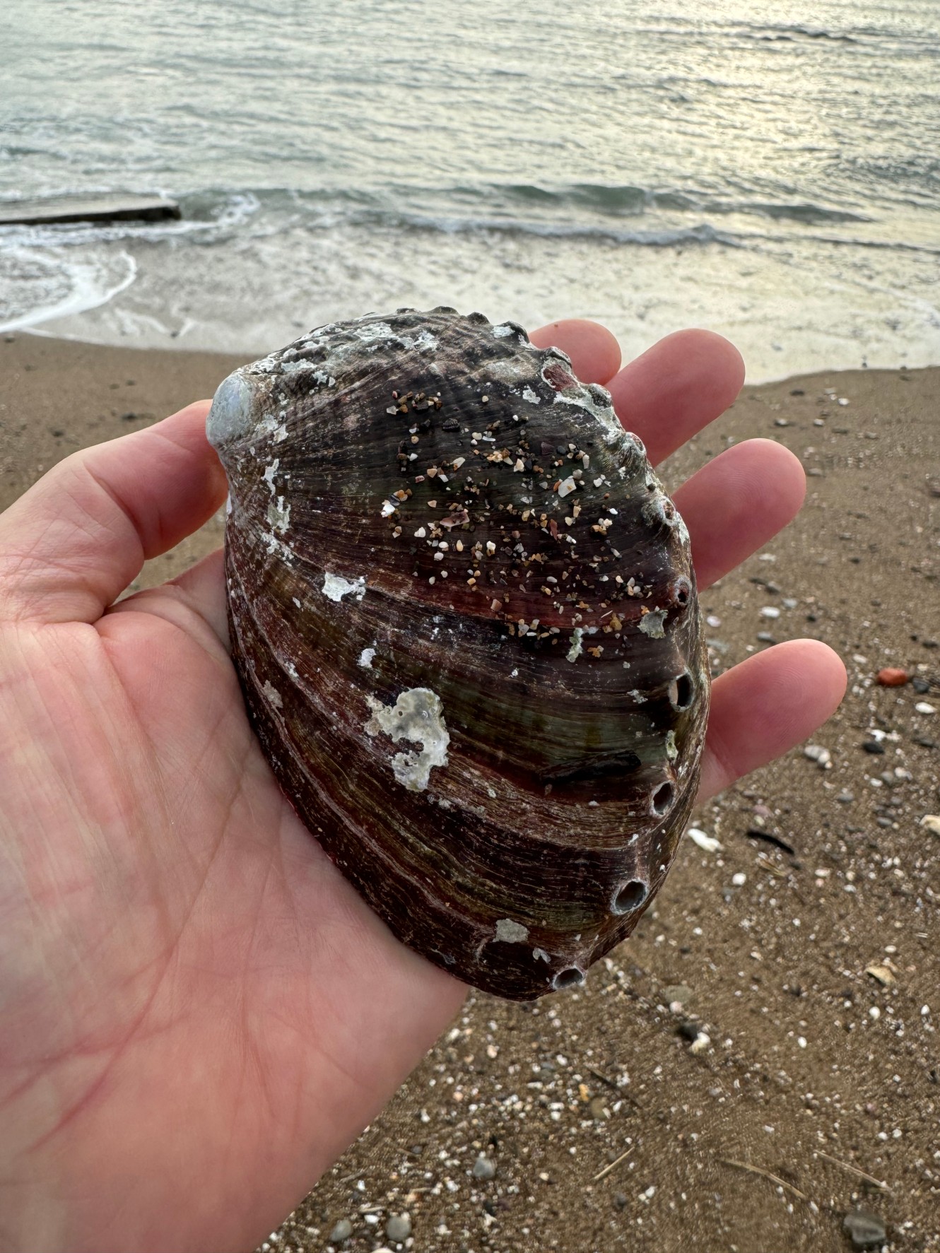 貝殻が砂浜の砂と同化するには、数十年から数百年といった、長い年月がかかることがあります。釣太郎