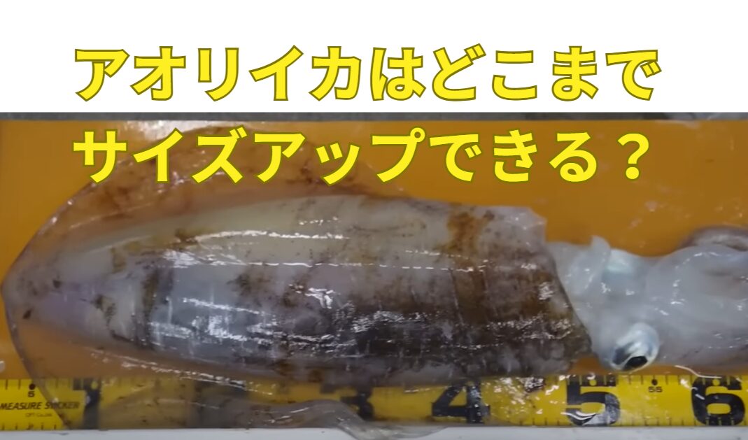 アオリイカは養殖技術の発展で、どこまでサイズあっぷできるか？寿命を延ばすことは可能か？釣太郎