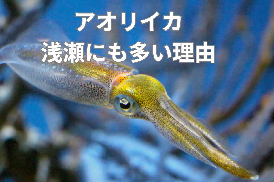 アオリイカは浅瀬にも多いことは、意外にも知られていない。その理由説明。釣太郎