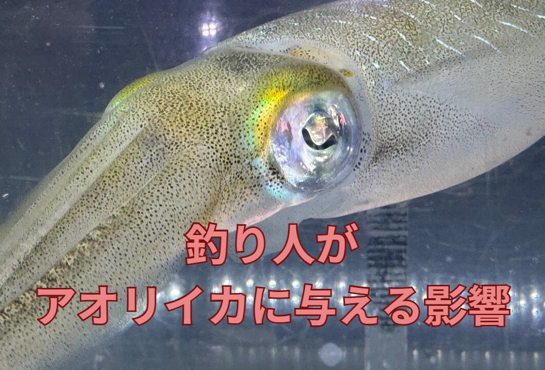釣り人がアオリイカに対する影響は、どの程度のものと考えられるか?釣太郎