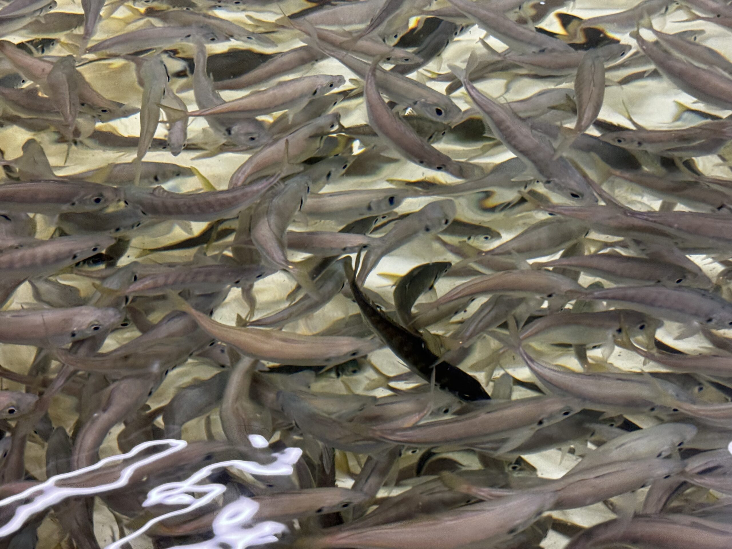 弱っているアジ、元気なアジ、アオリイカがどちらを選ぶ？ヤエン釣り、ウキ釣り入門。釣太郎