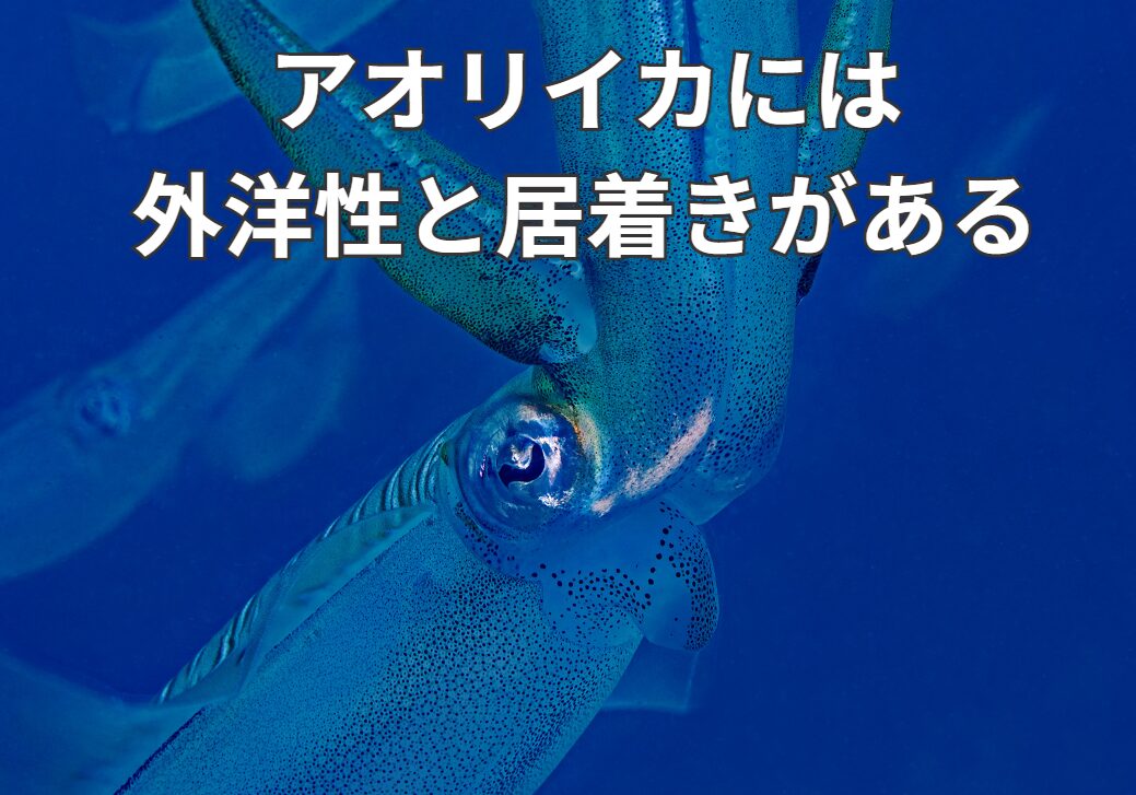 アオリイカは、居着きと流動性のものがあると言われるが、居着きが流動し、流動が居着きになることもある？釣太郎