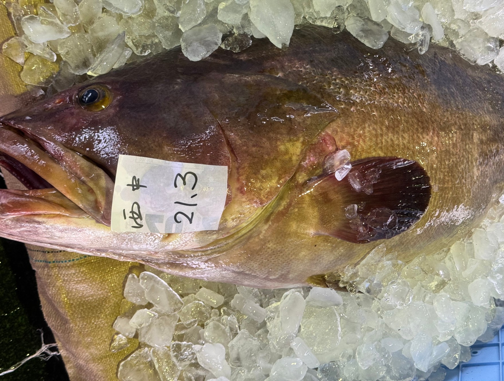 20㌔を超える大型クエは、近年めっきり減りました。幻の魚として有名ですが、紀州産はブランド品として、特に高価格で取引されます。釣太郎