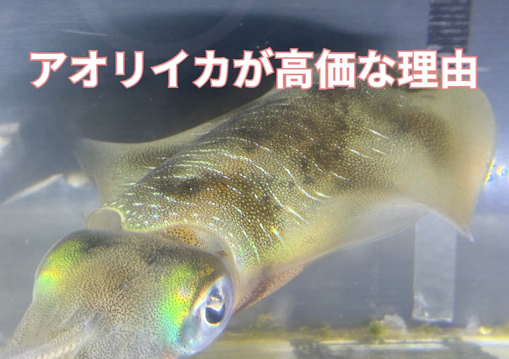 アオリイカが高級魚扱いされる理由。釣太郎