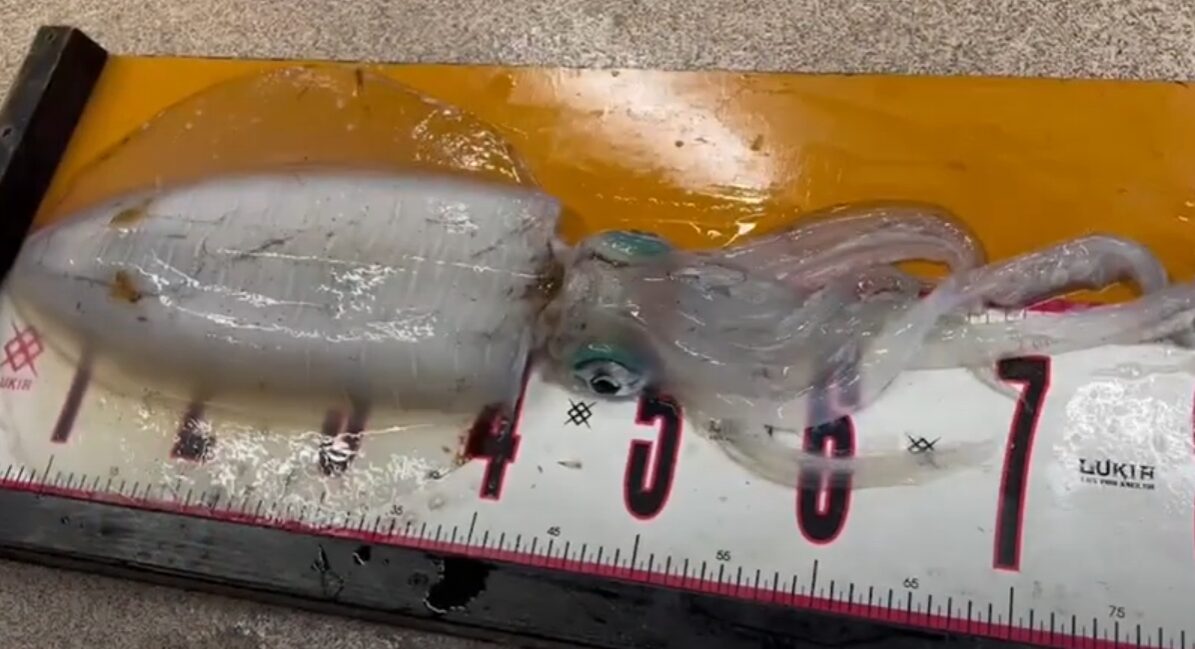 アオリイカを釣り上げた時は1,2割、水分を含んでいるので重くなっている。釣太郎