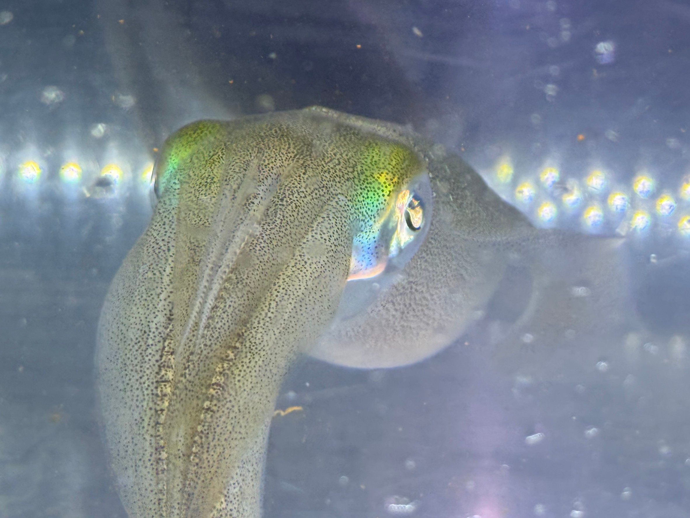 アオリイカはエギを噛むことがあるが、偽物だと知ってなぜ？釣太郎みなべ店で今飼育しています。秋限定。