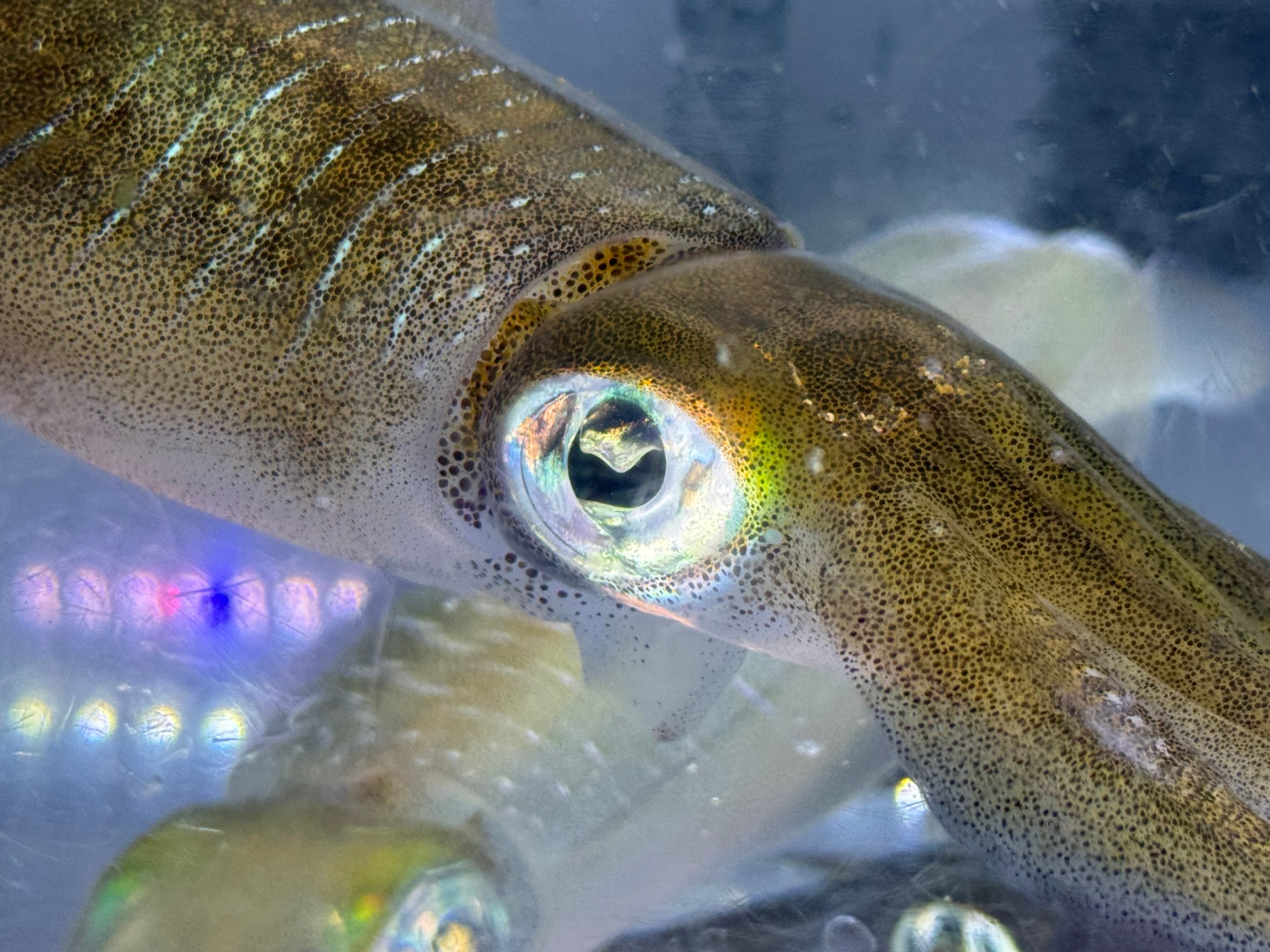アオリイカの眼は大きく、視力がよいことで知られているが、海の中ではどの程度見えているのか？釣太郎