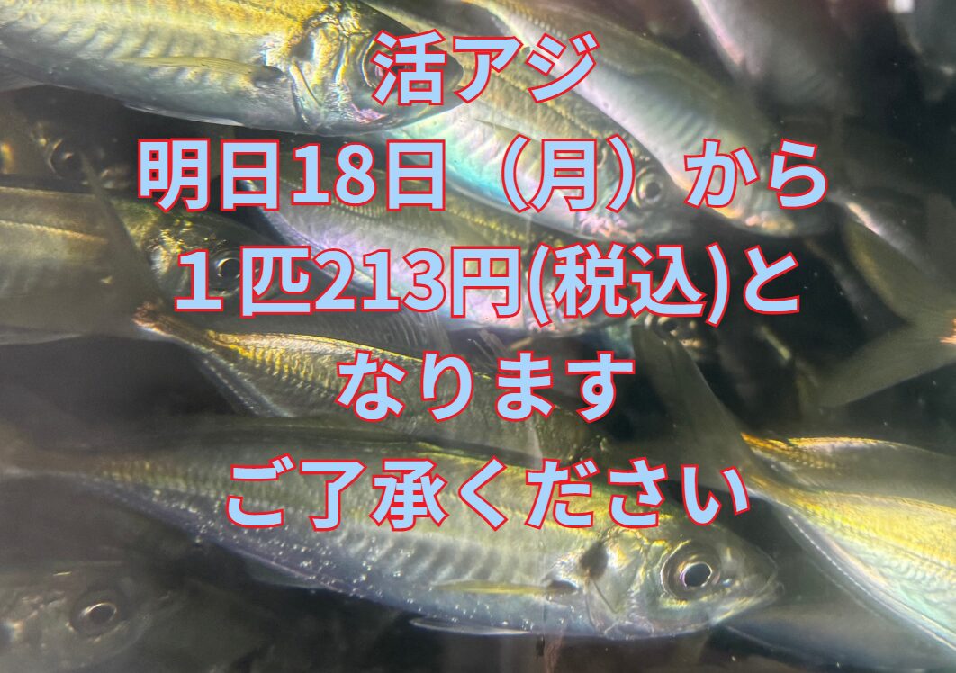 活アジ、明日18日月曜日より1匹213円(税込)となります。釣太郎