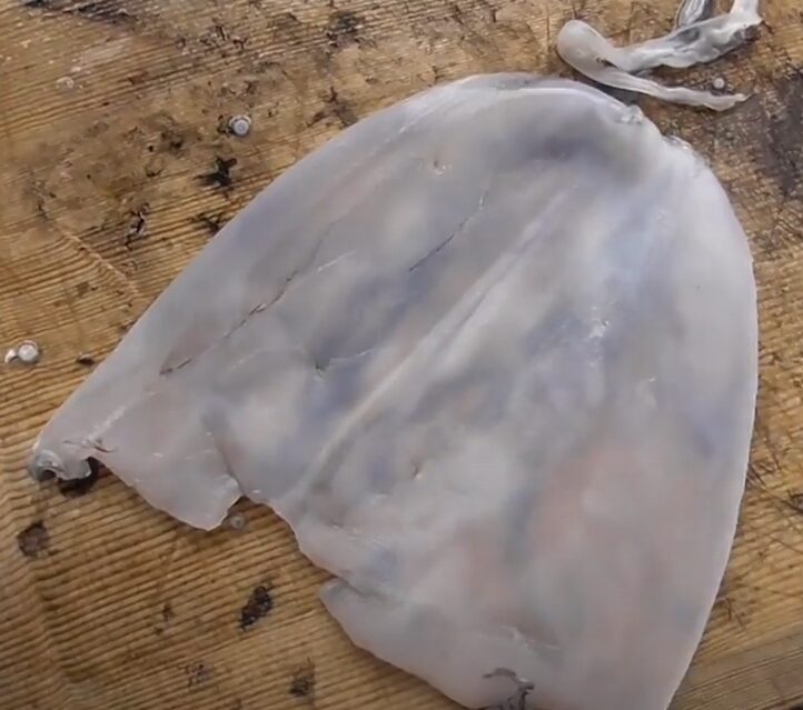 アオリイカの皮を剥くのはかなり面倒。皮の特徴説明。釣太郎