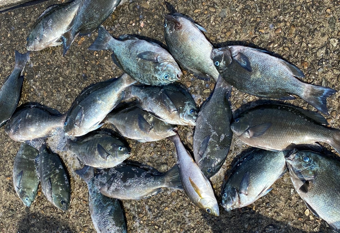 ウキ止めを付けない全遊動仕掛けでも、アタリがあればウキが沈みます。 ウキには縦にパイプが入っておりラインが必ず2ヵ所パイプに当たるため、その力でウキが沈みます。 ウキを通っている糸は海の中では絶対に真っすぐにはならないためです。釣太郎