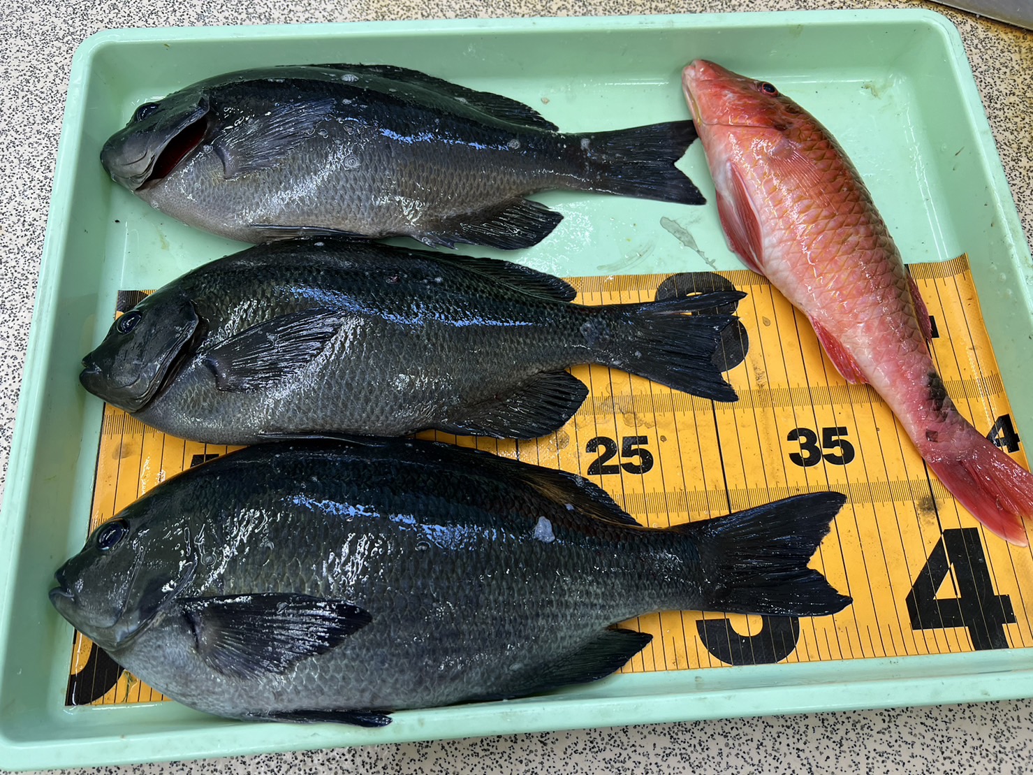 茶グレとは尾長グレの居着きバージョンです。 引きが強く警戒心も強くなかなか釣れないため、憧れの存在ともなります。釣太郎