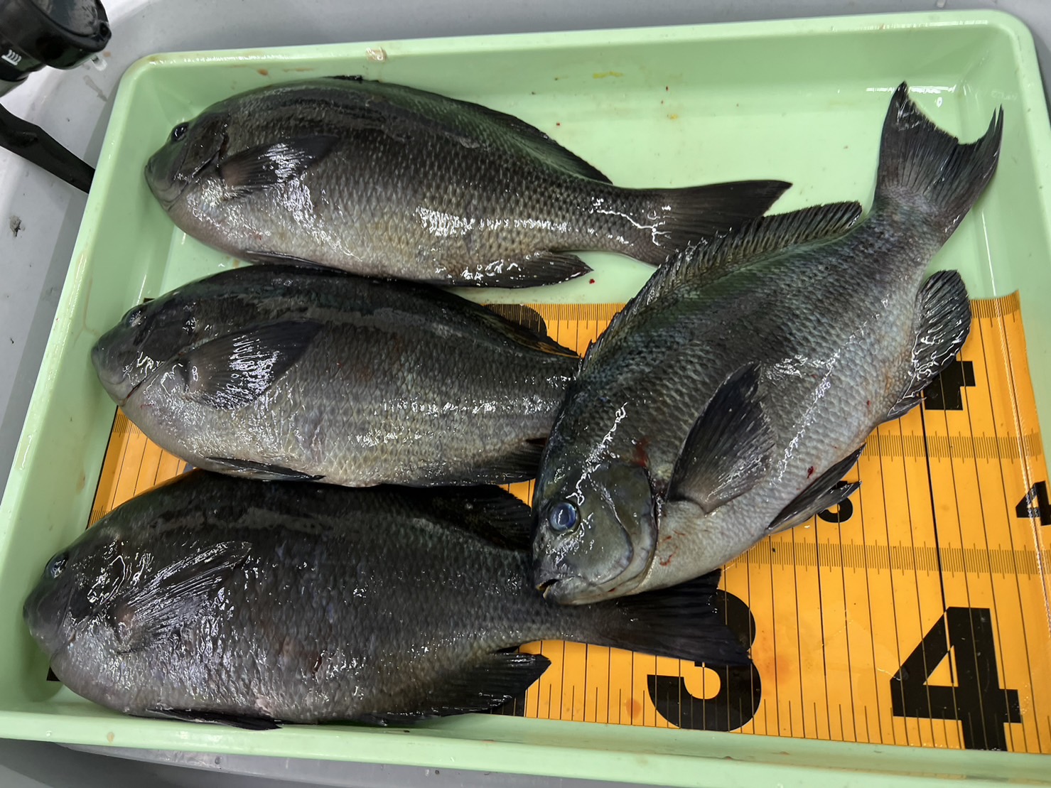 厳寒期の40㎝以上の大型グレは夕方4時以降、太陽の角度が低くなってくると釣れることが多い。 日中は警戒してなかなかエサの付いた鈎を食わないからである。真冬に夜釣りをすると案外簡単に大型グレを釣ることが出来る。釣太郎