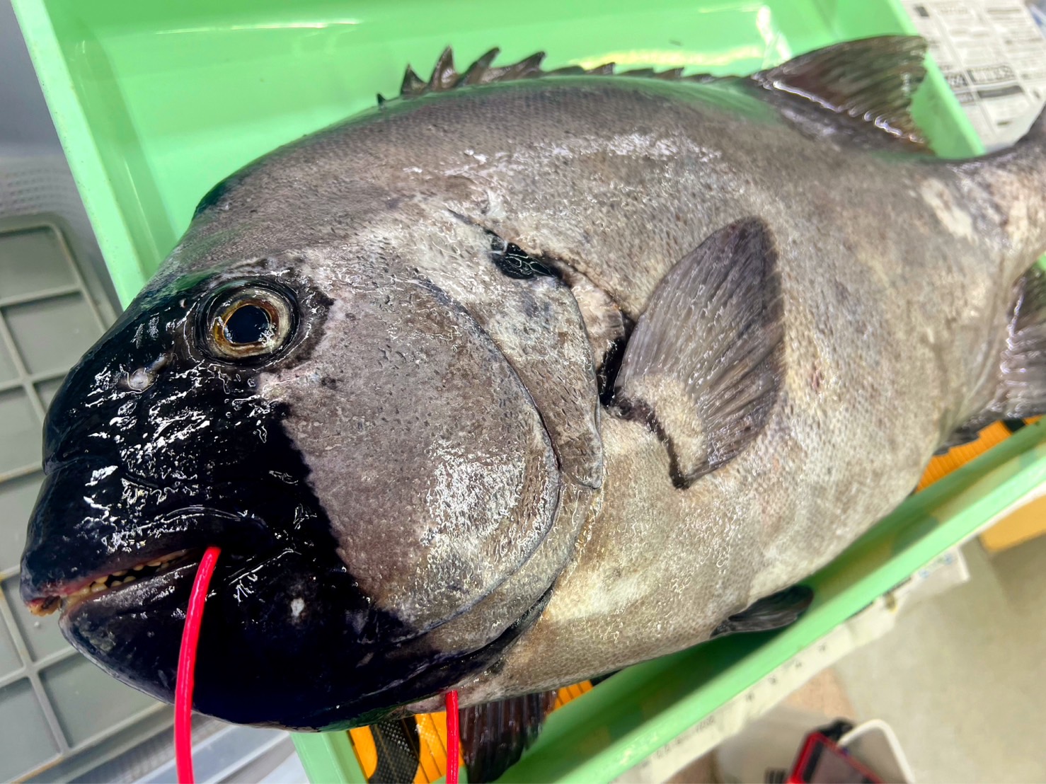 石鯛釣りの最適海水温度は?釣太郎
