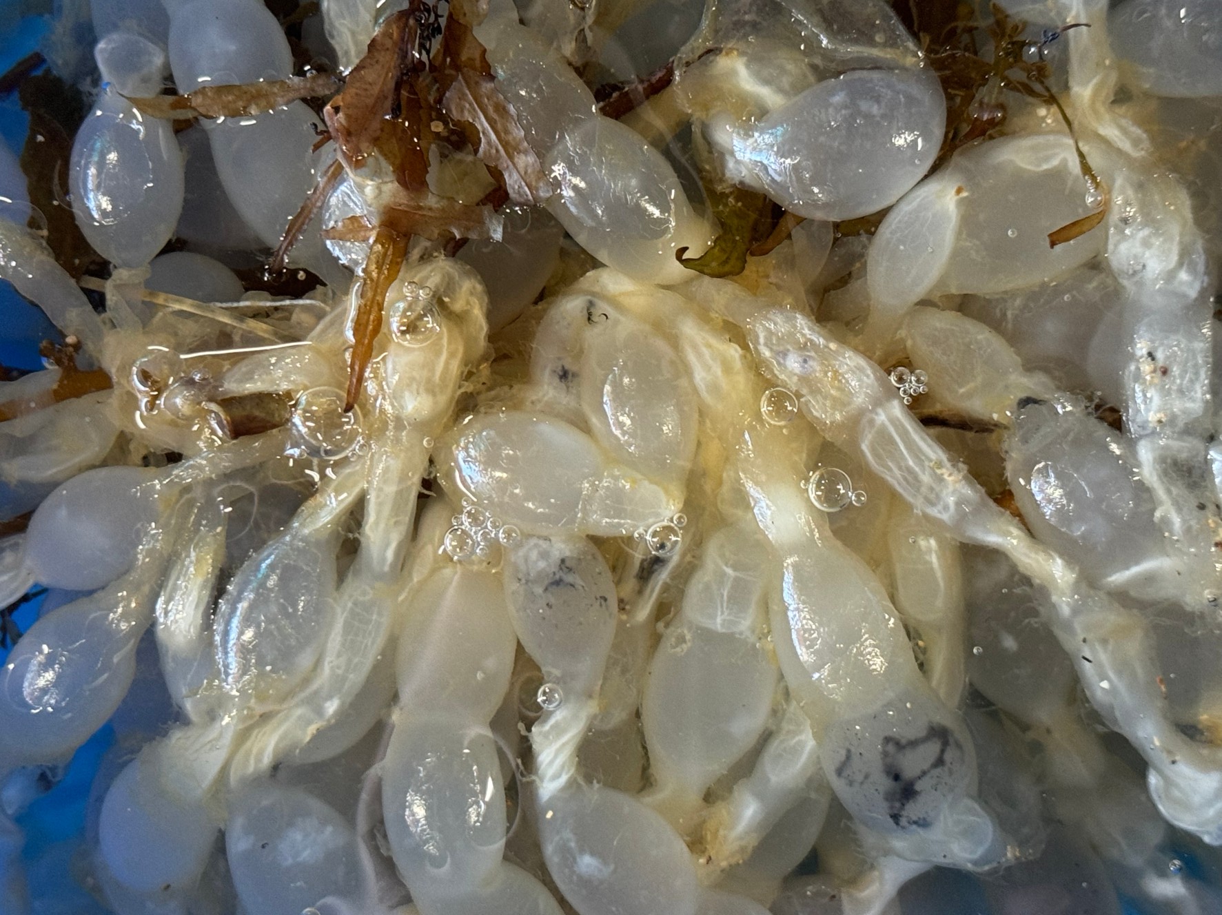 アオリイカは数回の産卵で数百個から数千個の卵を産み、産卵期間全体で数万個の卵を産むこともあります。釣太郎