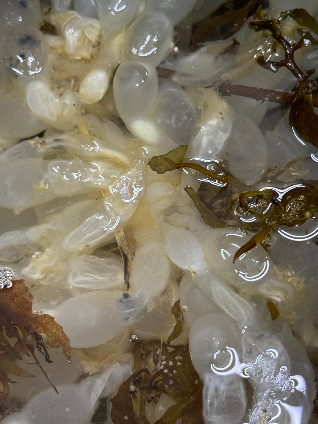 アオリイカの群れは、同じ卵から孵化したもの？釣太郎