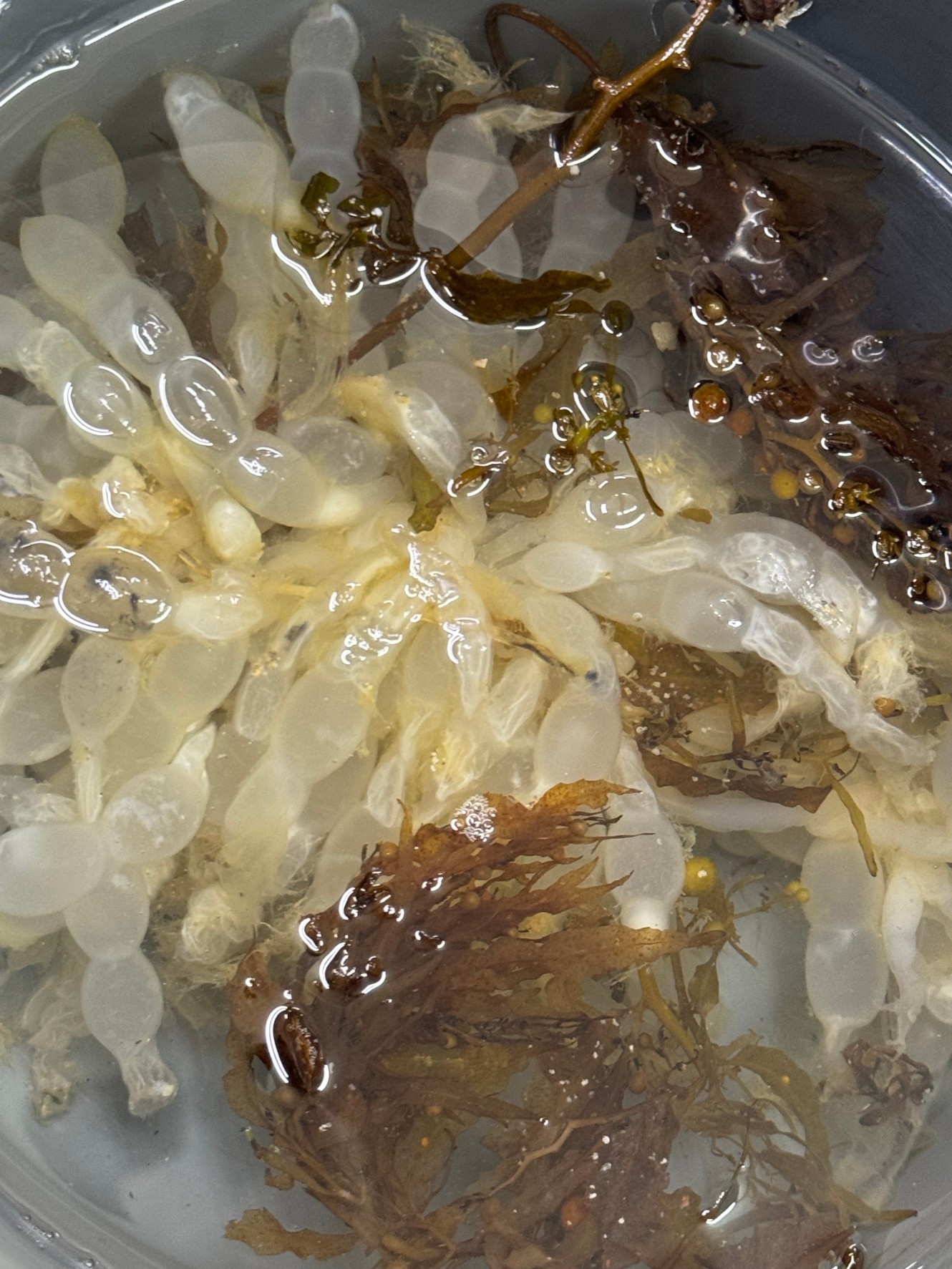 アオリイカは生涯にわたり、複数回産卵する。釣太郎