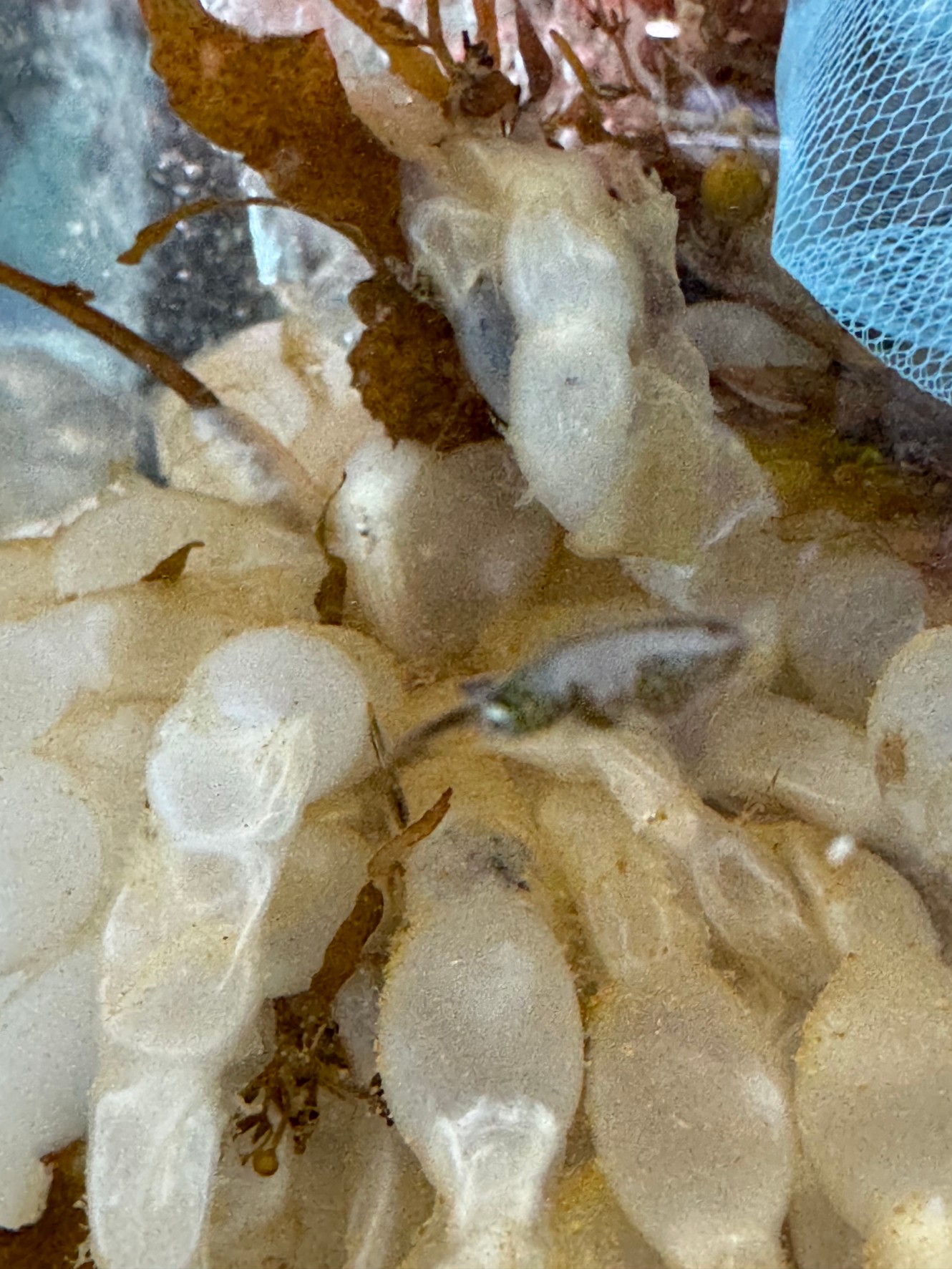 アオリイカの産卵は春と言われているが、これがずれたり年間を通じて行われるようになった。これはどういうことか?釣太郎