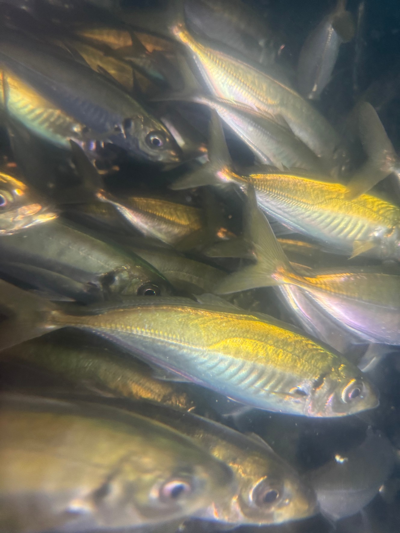 アオリイカ釣太郎みなべ店で展示飼育中。エサの活アジあります。